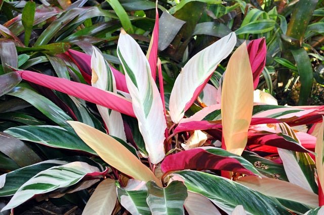 Calatea Tricolor - Calathea - El Nou Garden