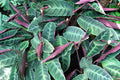 Calatea Warcewiczii - Calathea - El Nou Garden