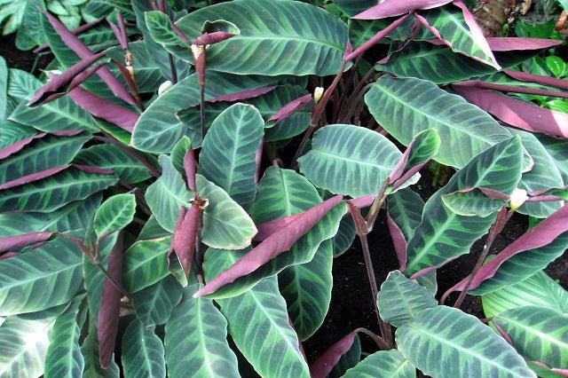Calatea Warcewiczii - Calathea - El Nou Garden