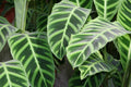Calatea Zebrina - Calathea - El Nou Garden