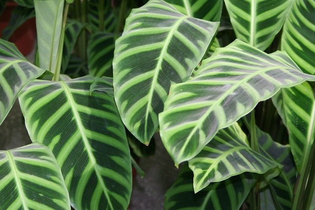Calatea Zebrina - Calathea - El Nou Garden
