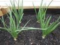 Calçots - Bulbos - El Nou Garden
