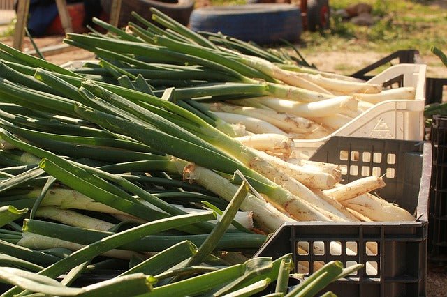 Calçots - Bulbos - El Nou Garden