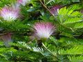 Caliandra Dixie Pink - Calliandra surinamensis Dixie Pink - El Nou Garden