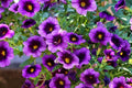 Calibrachoa - El Nou Garden