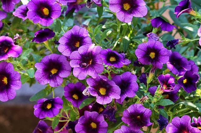Calibrachoa - El Nou Garden