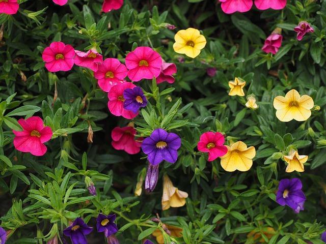 Calibrachoa - El Nou Garden