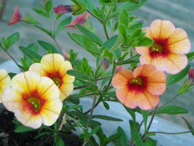 Calibrachoa - El Nou Garden