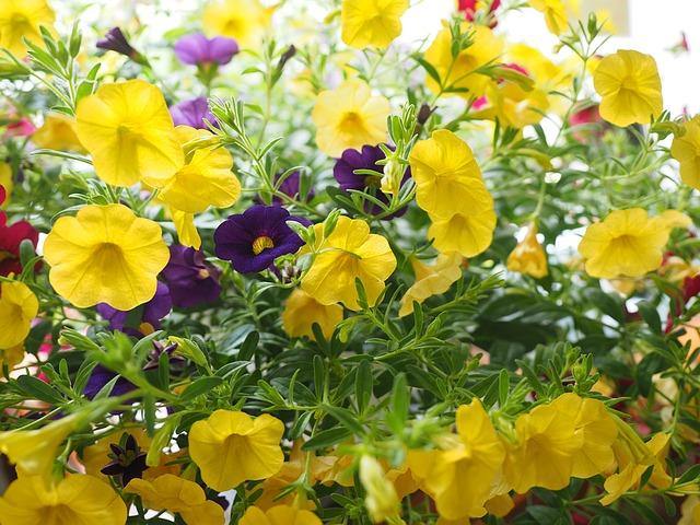 Calibrachoa - El Nou Garden