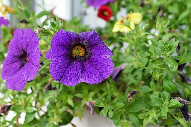 Calibrachoa - El Nou Garden