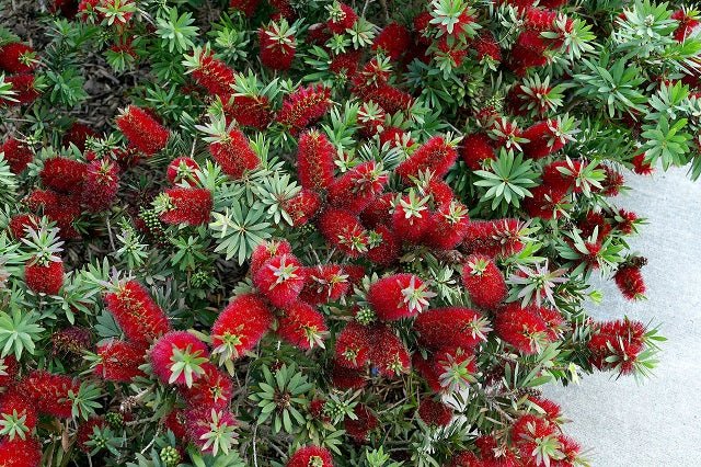 Calistemon llorón Little John - Callistemon viminalis - El Nou Garden