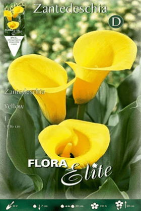 Calla amarilla - Lirio de agua - Zantedeschia - Bulbos - El Nou Garden