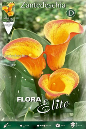 Calla amarilla borde naranja - Lirio de agua - Zantedeschia - Bulbos - El Nou Garden