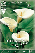 Calla blanca - Lirio de agua blanco - Zantedeschia aethiopica - Bulbos - El Nou Garden