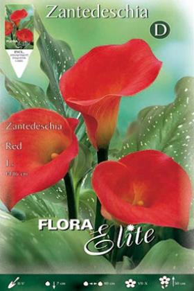 Calla rojo - naranja - Lirio de agua - Zantedeschia - Bulbos - El Nou Garden
