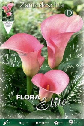 Calla rosa - Lirio de agua - Zantedeschia - Bulbos - El Nou Garden