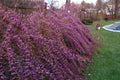 Callicarpa Issai - Callicarpa dichotoma - El Nou Garden