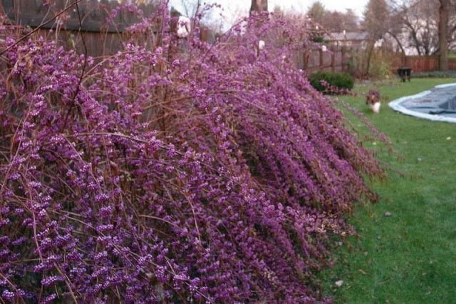 Callicarpa Issai - Callicarpa dichotoma - El Nou Garden