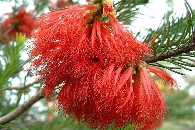 Calothamnus - Calothamnus quadrifidus - El Nou Garden