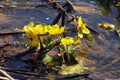 Calta palustre - Caltha palustris - Caléndula acuática - El Nou Garden