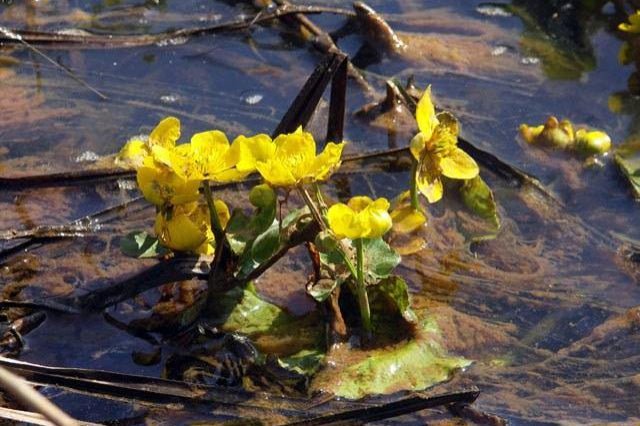 Calta palustre - Caltha palustris - Caléndula acuática - El Nou Garden