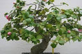 Camelia - Camelia japonica - Bonsai - El Nou Garden
