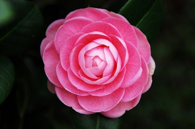 Camelia - Camellia japonica - El Nou Garden