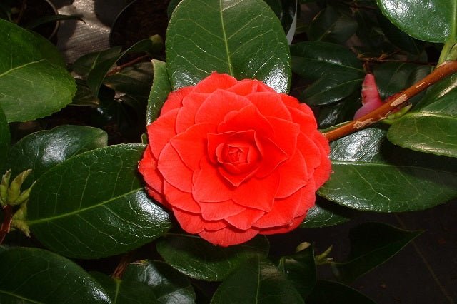 Camelia - Camellia japonica - El Nou Garden