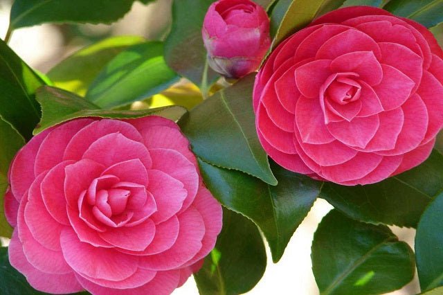 Camelia - Camellia japonica - El Nou Garden