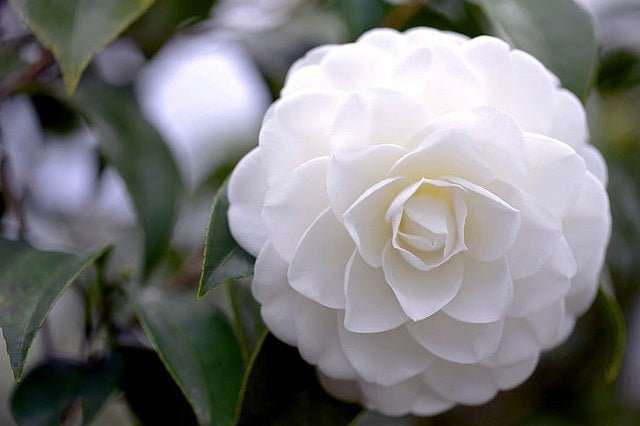 Camelia - Camellia japonica - El Nou Garden