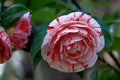 Camelia - Camellia japonica - El Nou Garden