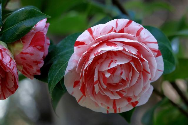 Camelia - Camellia japonica - El Nou Garden