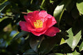 Camelia de Navidad - Camelia sasanqua - El Nou Garden