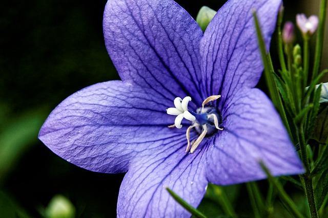 Campanilla china - Platycodon grandiflorum - El Nou Garden