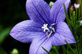 Campanilla china - Platycodon grandiflorum - El Nou Garden
