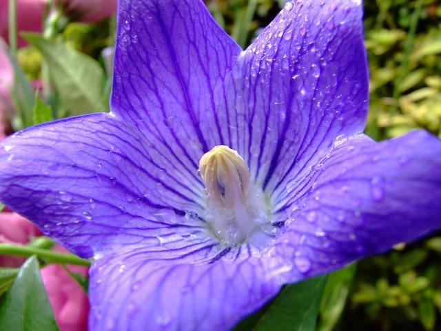 Campanilla china - Platycodon grandiflorum - El Nou Garden
