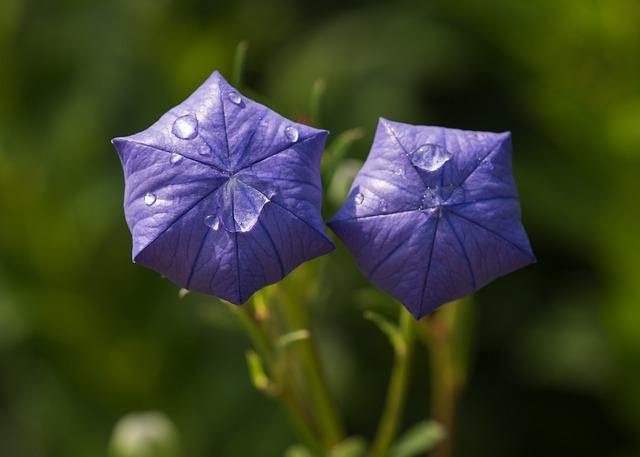 Campanilla china - Platycodon grandiflorum - El Nou Garden