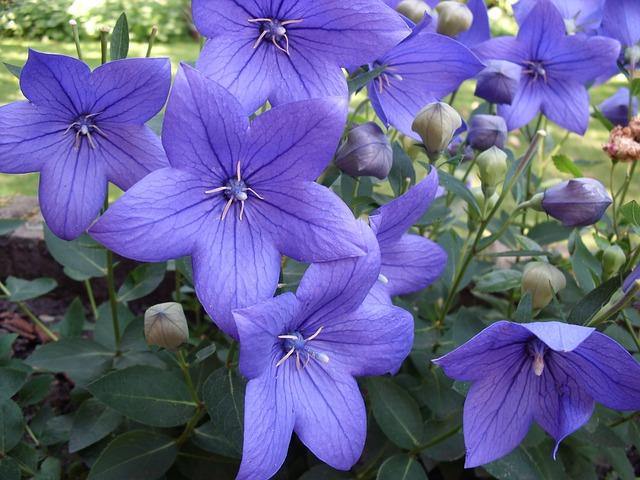 Campanilla china - Platycodon grandiflorum - El Nou Garden