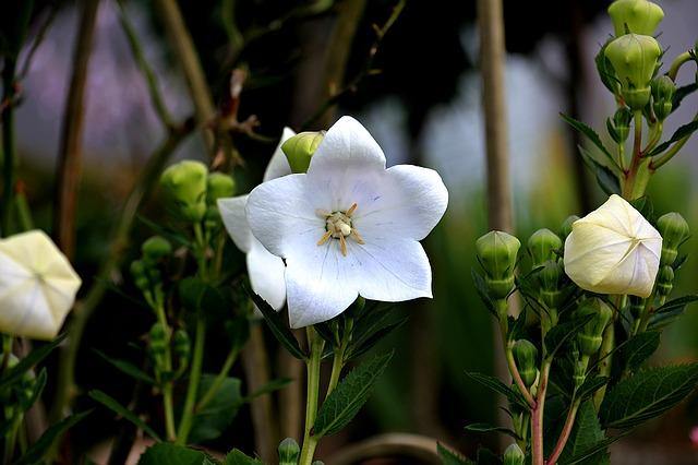 Campanilla china - Platycodon grandiflorum - El Nou Garden