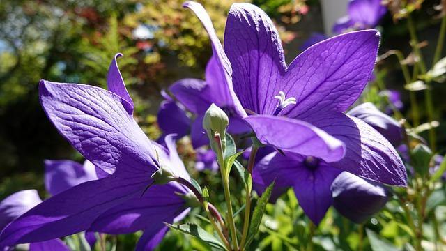 Campanilla china - Platycodon grandiflorum - El Nou Garden