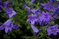 Campanilla de Dalmacia - Campanula portenschlagiana - El Nou Garden