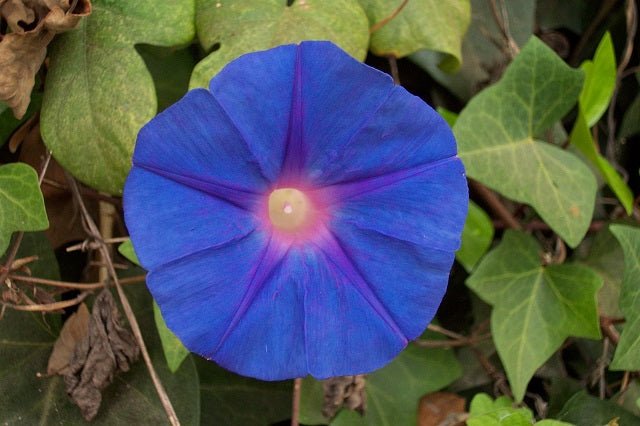 Campanita morada - Ipomoea indica - El Nou Garden