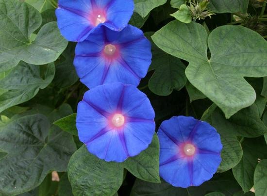 Campanita morada - Ipomoea indica - El Nou Garden