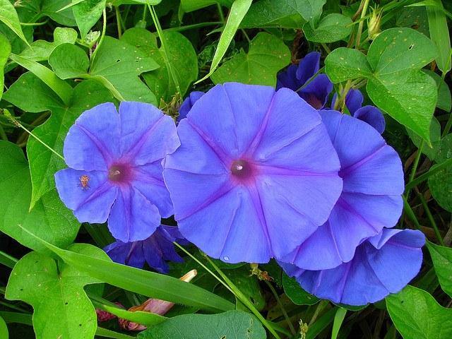 Campanita morada - Ipomoea indica - El Nou Garden