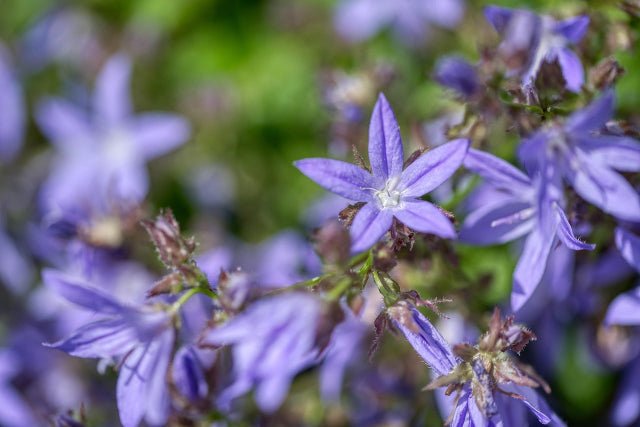 Campánula Blue Star - Campanula poscharskyana - El Nou Garden