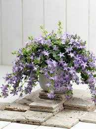 Campánula Blue Star - Campanula poscharskyana - El Nou Garden