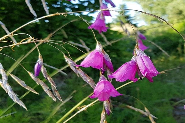 Caña de pescar de ángel - Dierama pulcherrimum - El Nou Garden