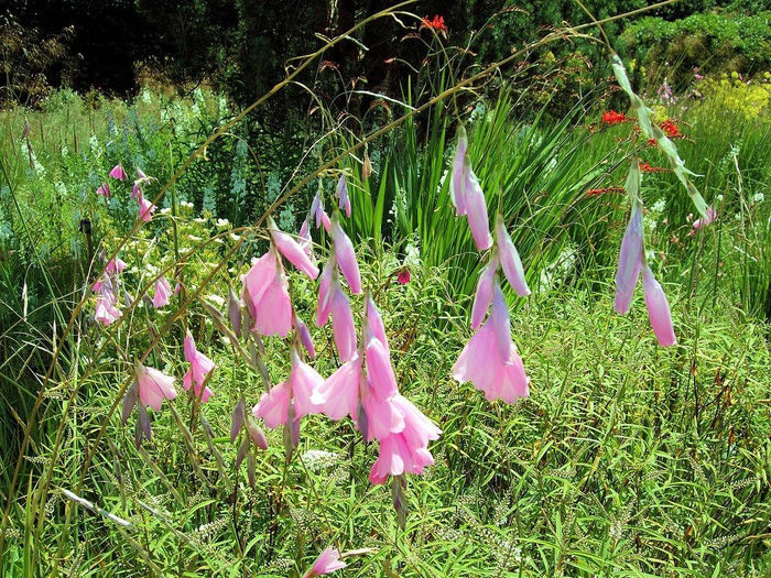 Caña de pescar de ángel - Dierama pulcherrimum - El Nou Garden