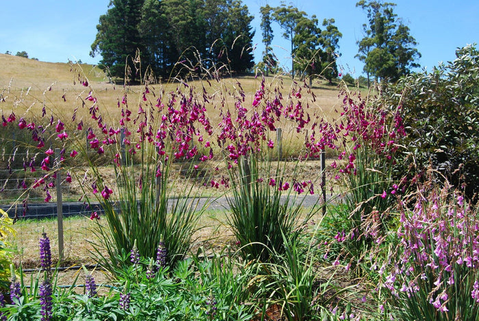 Caña de pescar de ángel - Dierama pulcherrimum - El Nou Garden
