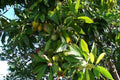 Canistel - Pouteria Campechiana - Zapote amarillo - El Nou Garden